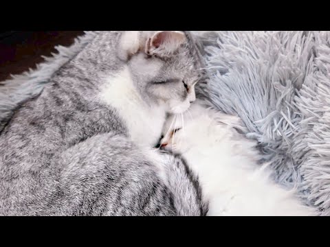 先住猫に子猫を見せたら過保護すぎました……