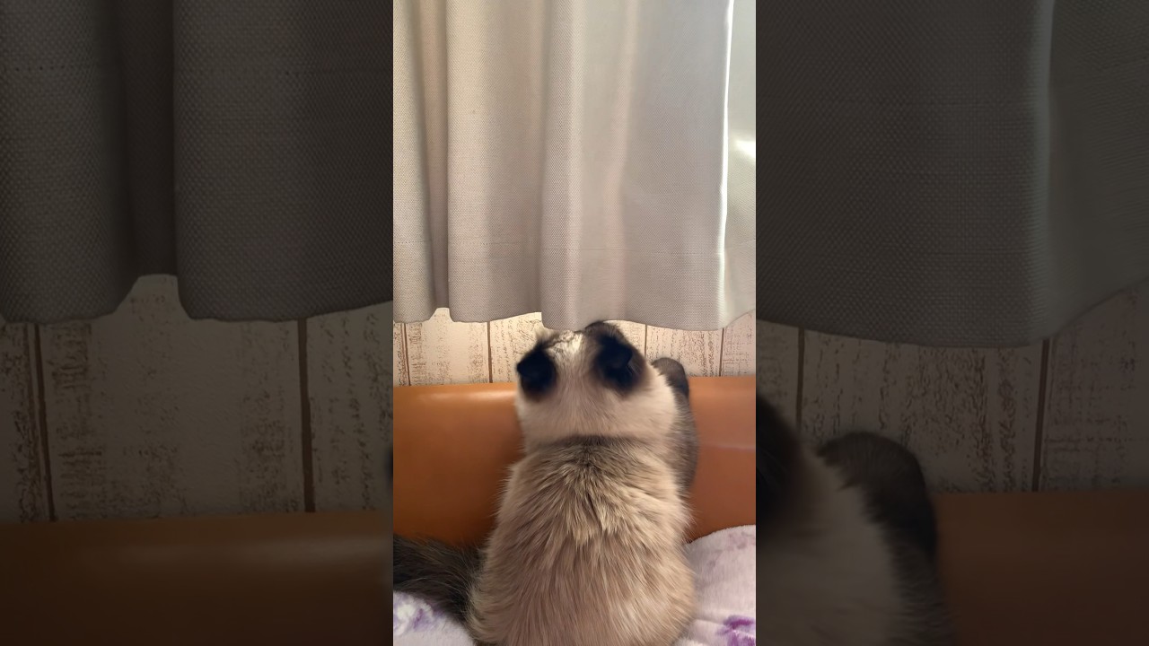 今日も元気なげんたくん#猫 #ヒマラヤン #猫のいる生活 #猫のいる暮らし #shorts