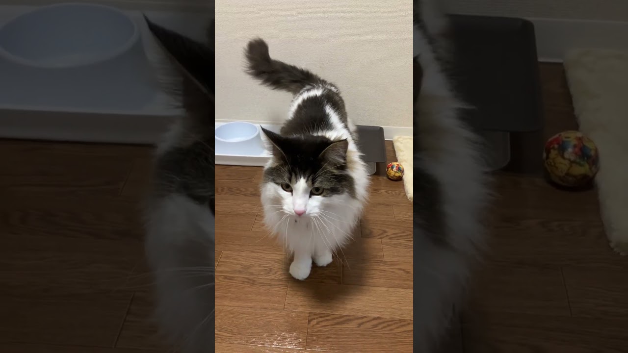 ご飯をよこせとアピールする猫【ノル猫ミロシー】 #shorts