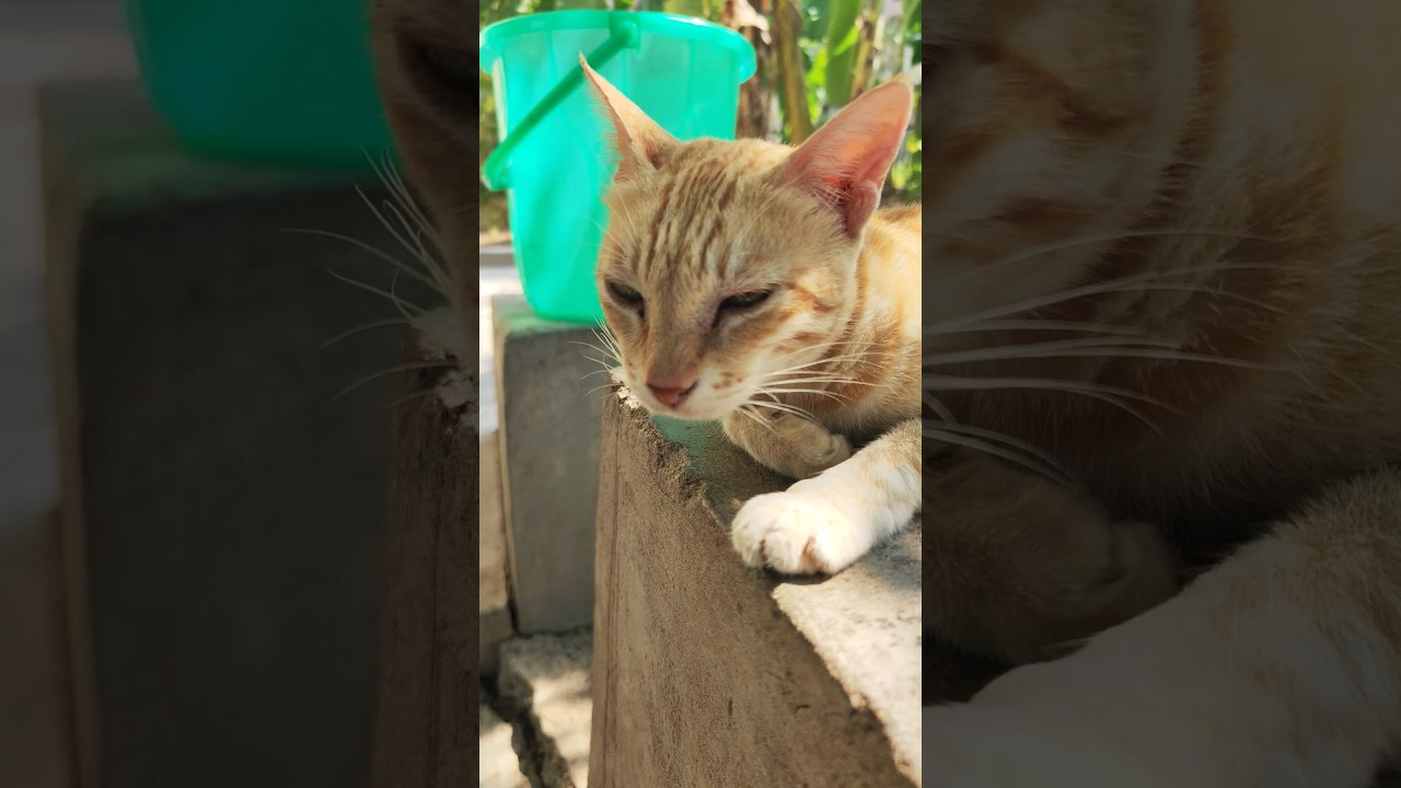 Beautiful Cute Brown Cat #shorts #shots #viral #viralvideo #ytshorts