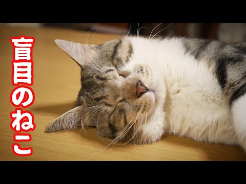 目の見えないねことわが家のねこ達のおかしな事