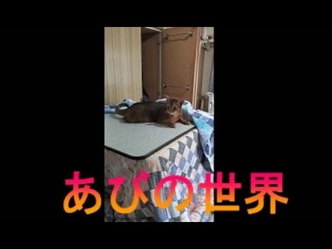 ネコ動画あび＃2877　あびの毎日　アビシニアン　あび