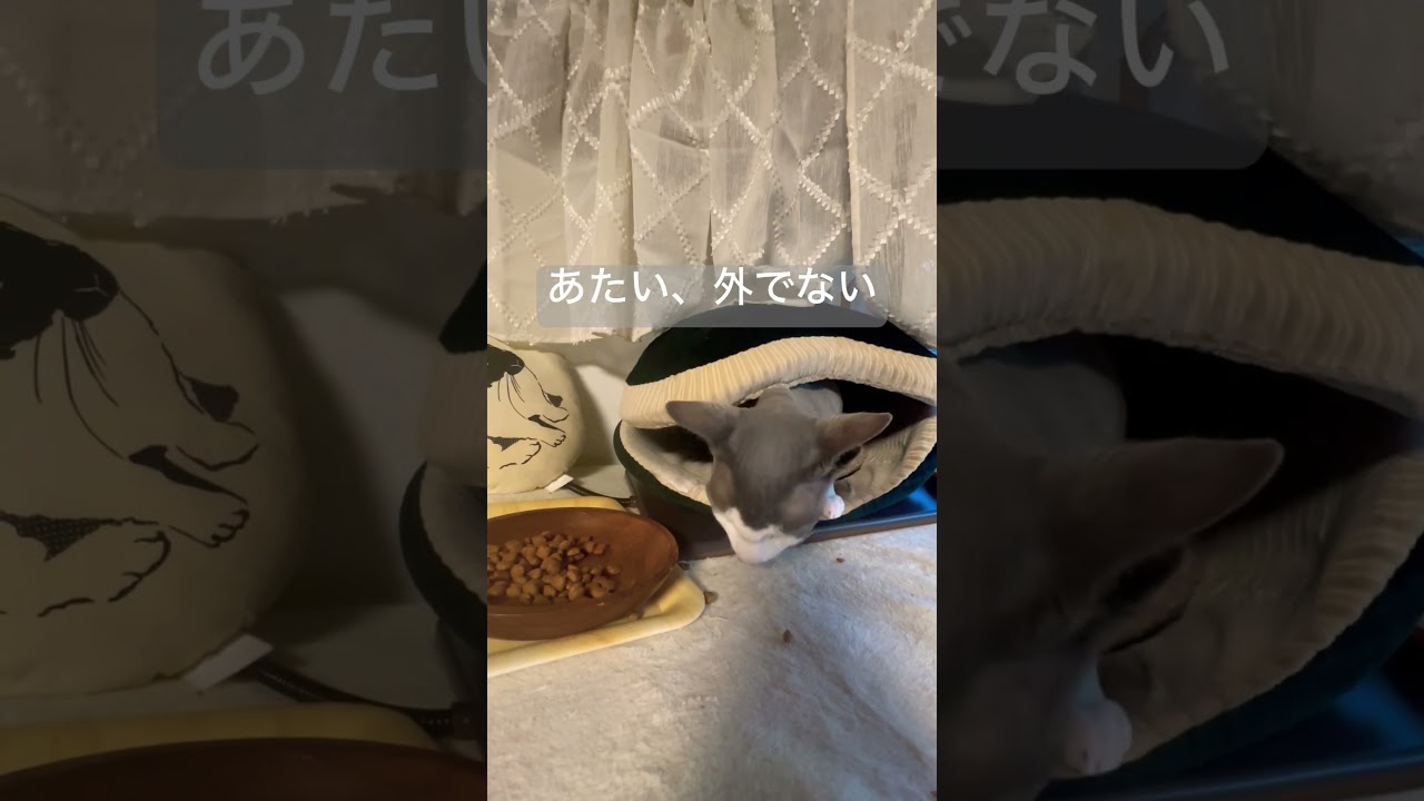 冬のスフィンクス猫の日常