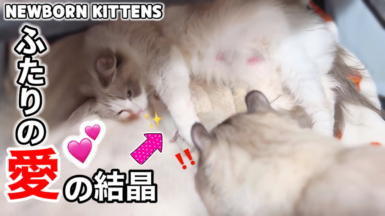 【夫婦の絆に感動】出産したばかりのママ猫がわざわざパパ猫に赤ちゃんをお披露目してくれました。#猫の出産 #猫 #ラグドール