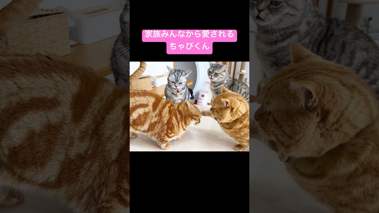 家族みんなから愛される猫ちゃびくんがかわいい！ #猫 #マンチカン #shorts