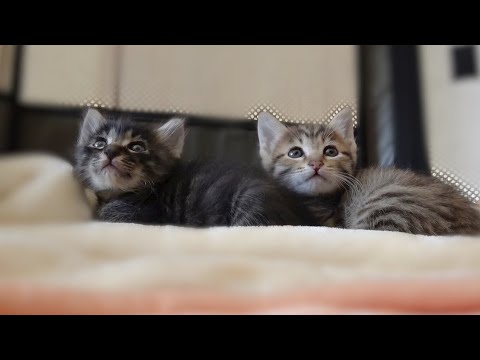 テントを脱走する子猫｜ウマウマご飯を食べる可愛い子猫達の様子