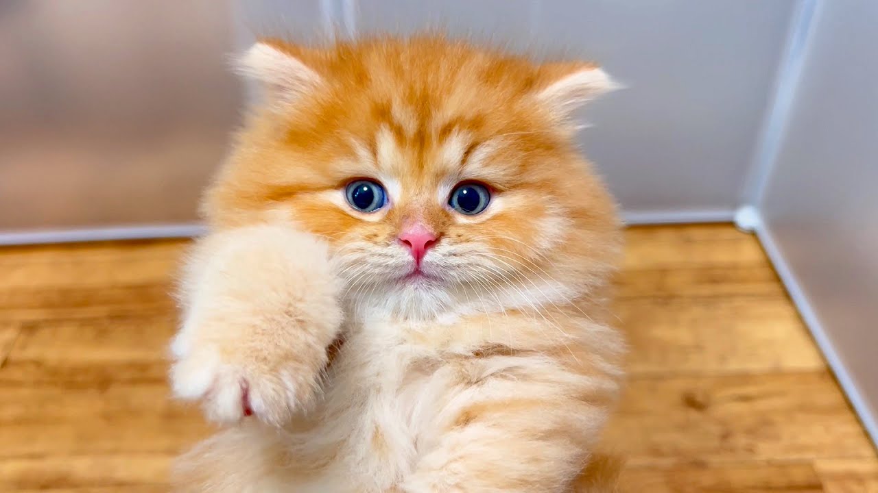 【マンチカンの子猫】モフモフで重くなった子猫の重量を感じてみる件 ～猫のいる生活Vol.868～出産動画 マンチカン短足・ミヌエット・ペルシャ猫専門ブリーダー『ペット蔵人』【子猫の成長記録】