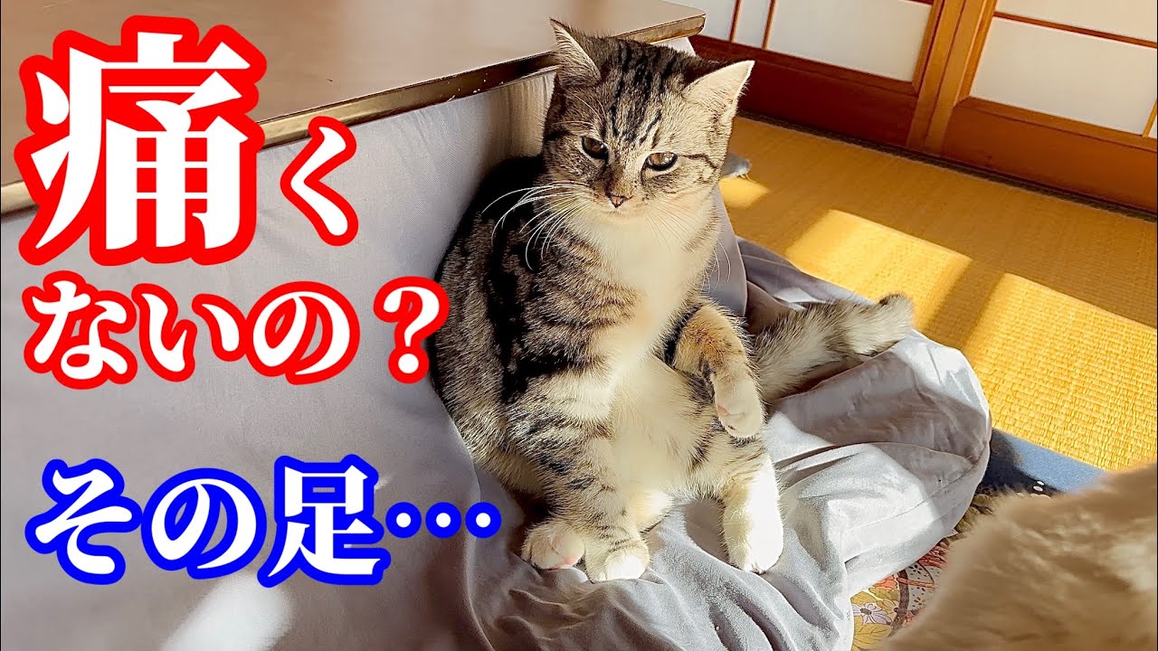 変な座り方のマンチカン子猫が可愛い