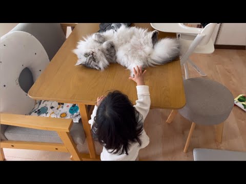 1歳4ヵ月の妹のお世話をする兄猫