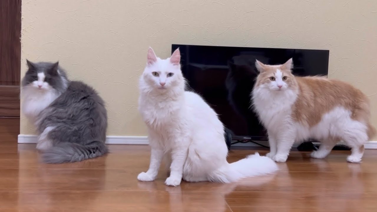 【元気✨】トンネル大好き！！ハイテンションで遊ぶターキッシュアンゴラとノルウェージャンフォレストキャット❤️