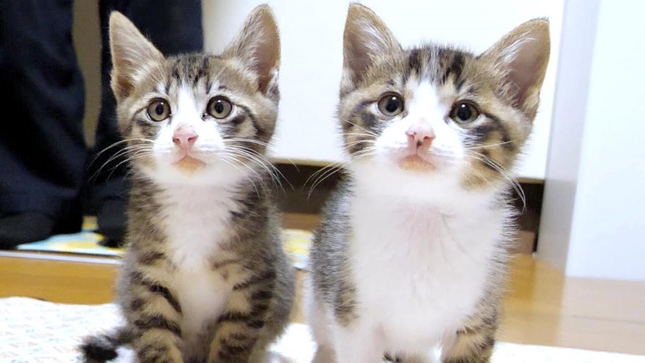 ごはんのおねだりする子猫達をいつもと違う角度から撮ってみたらかわいかった【赤ちゃん猫　保護猫】