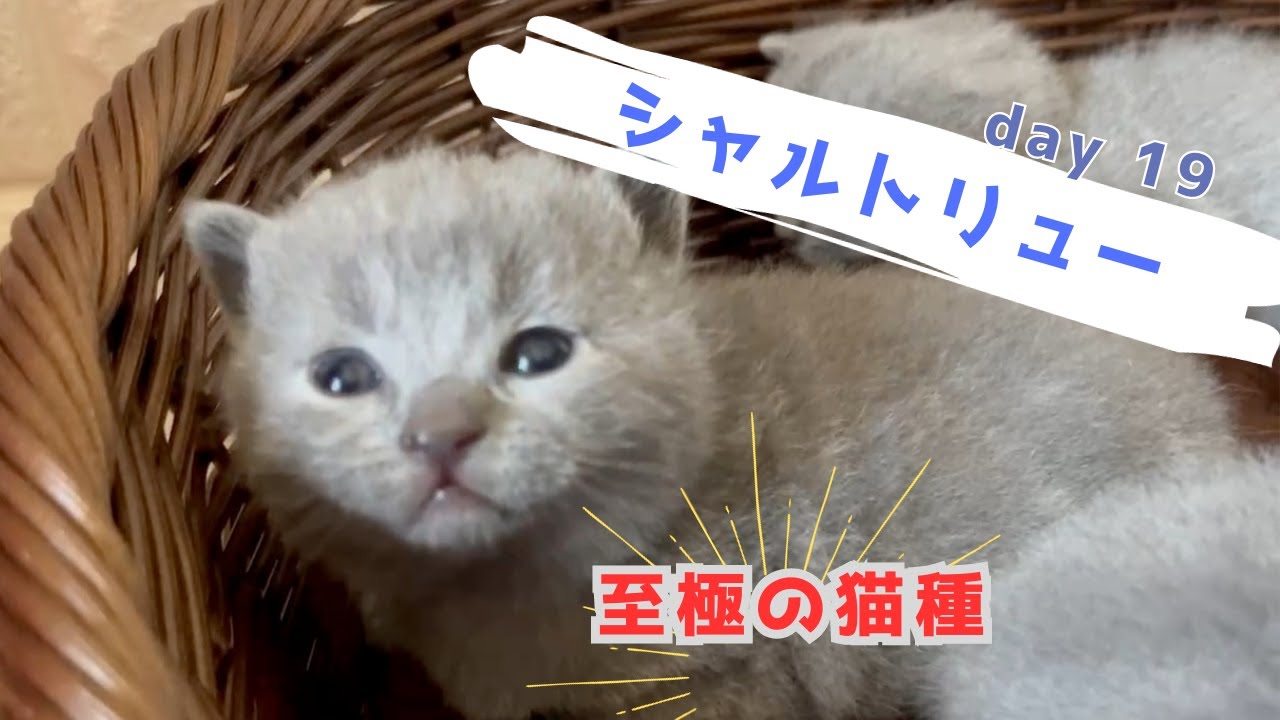 【シャルトリュー子猫】素敵に元気に成長中！