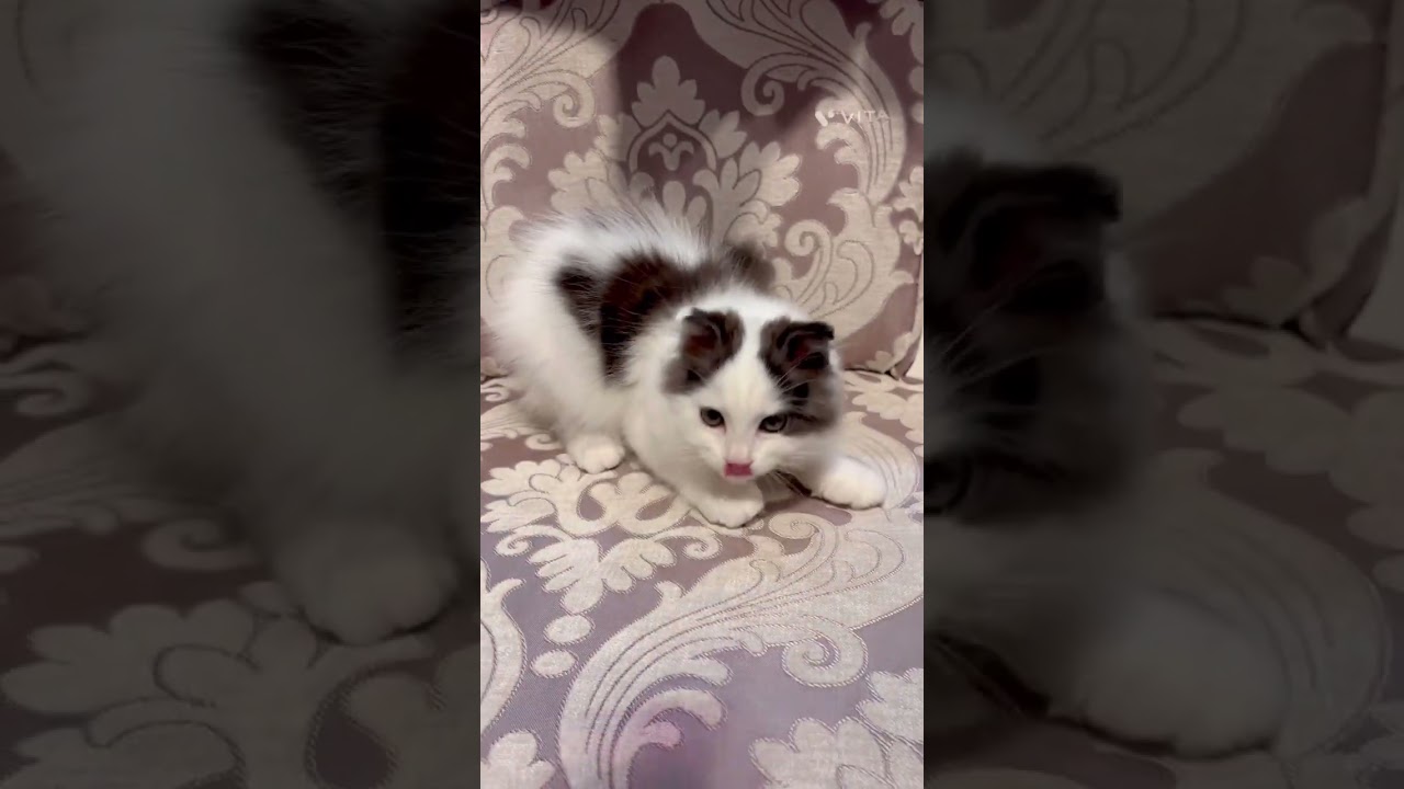 スコティッシュフォールド とにかく甘々♡