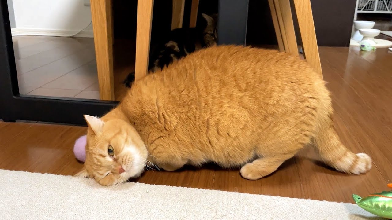 悲鳴を上げるボールを襲うプリン【福袋の中身シリーズ２】