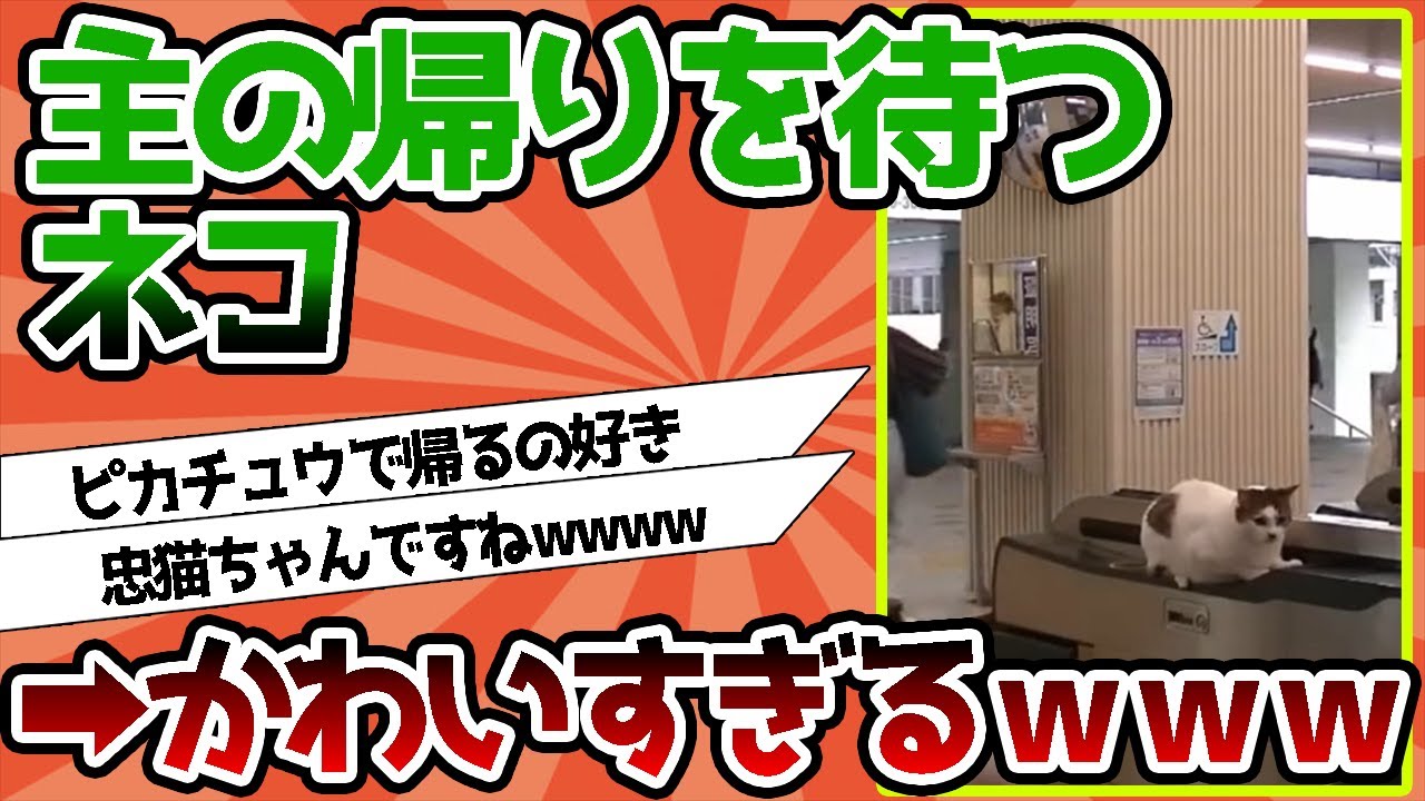 【2ch動物スレ】主の帰りを待つネコ…かわいすぎる←ジブリの監督にそっくりwwwwwwww