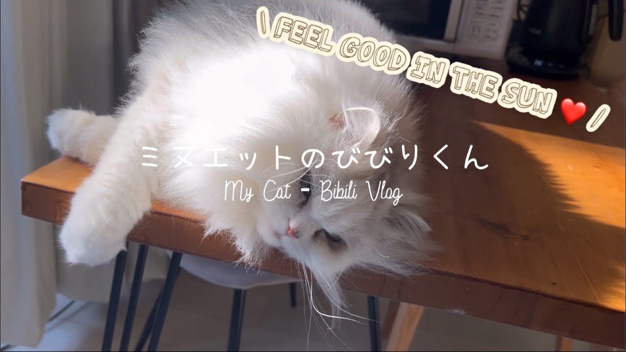 愛猫のモーニングルーティン。レインボー猫じゃらしで遊ぶ。ちゅーる。日向ぼっこ。ミヌエットのびびりくん。by都内OL×主婦| with ENG bubbles