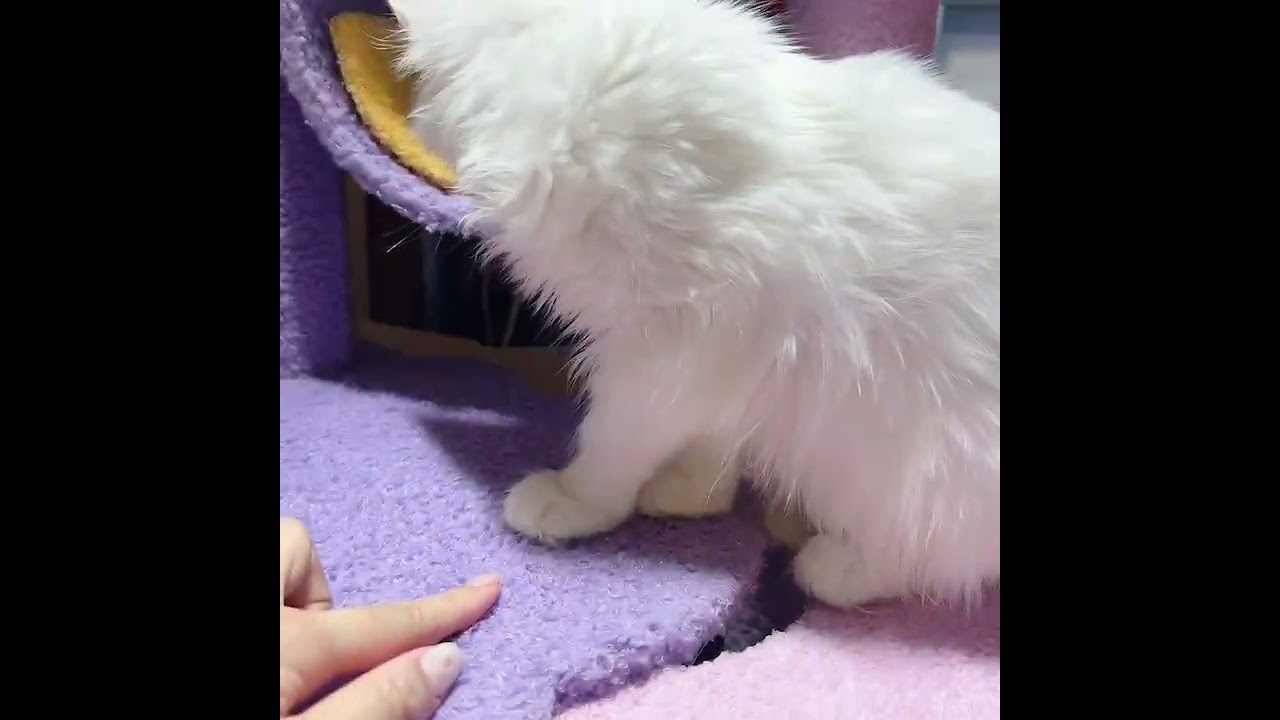 メインクーン ブルーアイの女の子です。