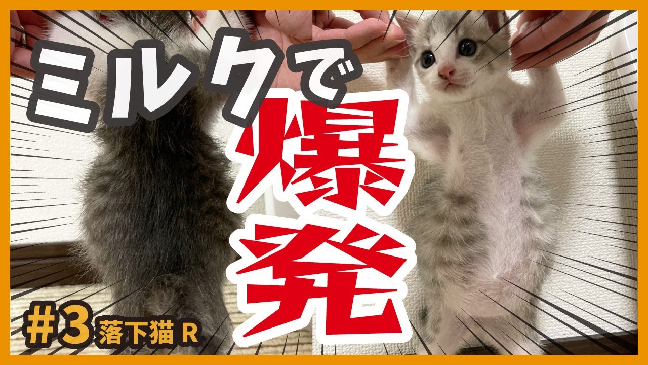 【保護猫 初ミルク】緊急保護した子猫、お腹が破裂しそうな勢いでミルクを飲みました‥。【落下猫3】/ impossible to escape! rescue a kitten