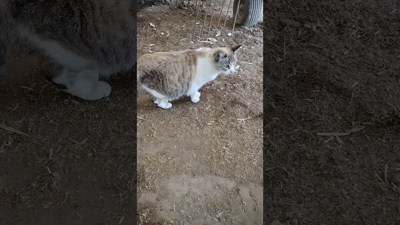 【超猫動画】シャム猫ミックス #cat
