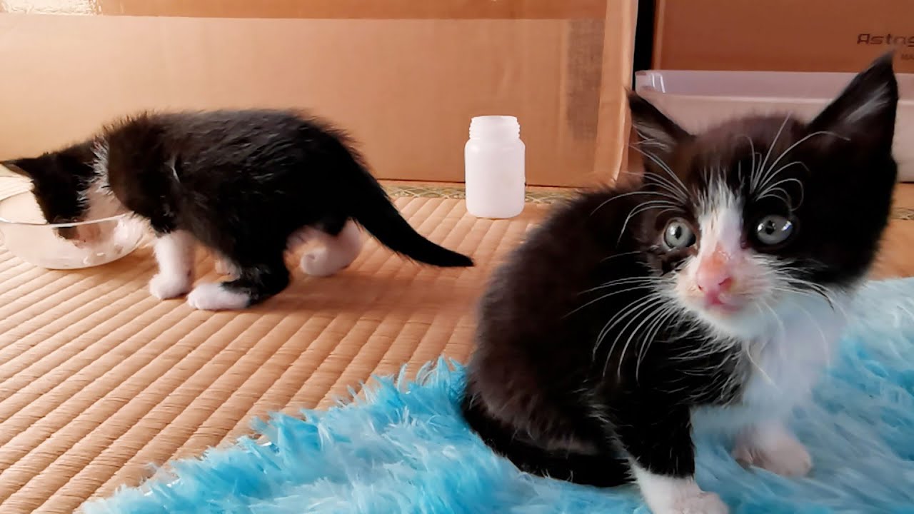 里子に出すのが‥道路のずぶ濡れ子猫保護10日目時点での本音