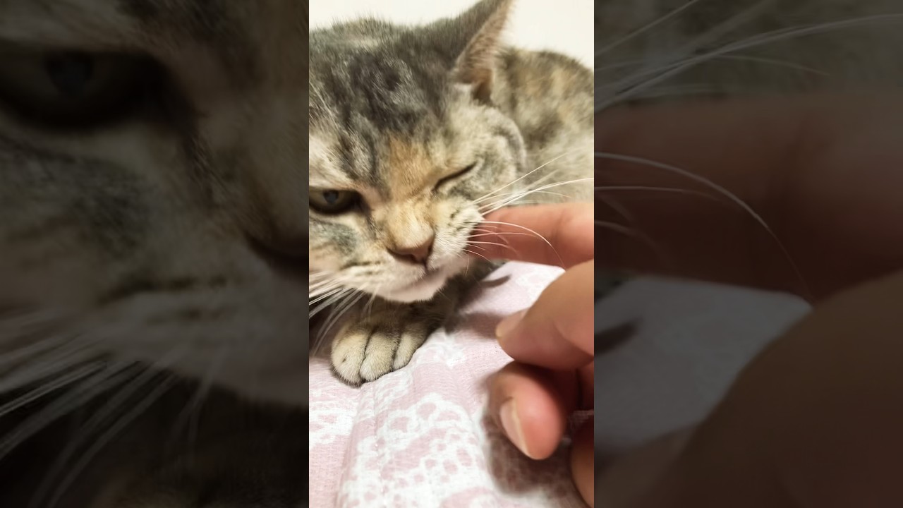 ゆっくり。もふもふ。#shorts #猫 #アメリカンショートヘアー