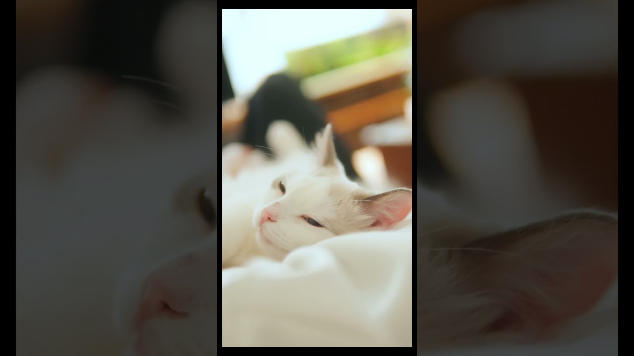 眠いのを我慢してる？　#猫 #ラグドール #ragdollcat