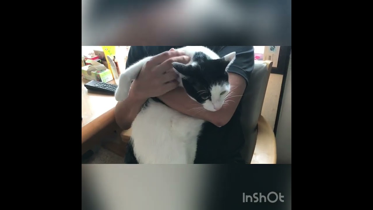 「ぼくはじょうずに隠れているにゃ　でもそうはいかなかったにゃ」