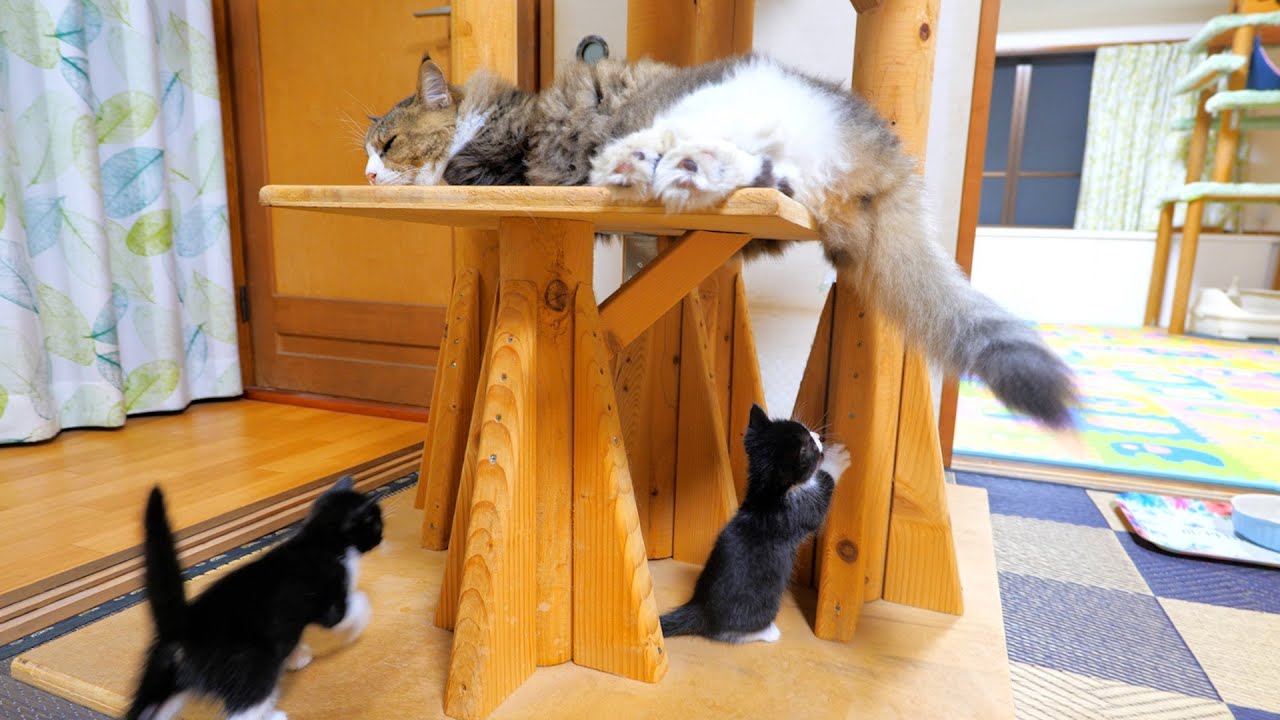 ぶらぶら垂れ下がるボス猫のしっぽにじゃれる子猫達【道路のずぶ濡れ子猫保護10日目】