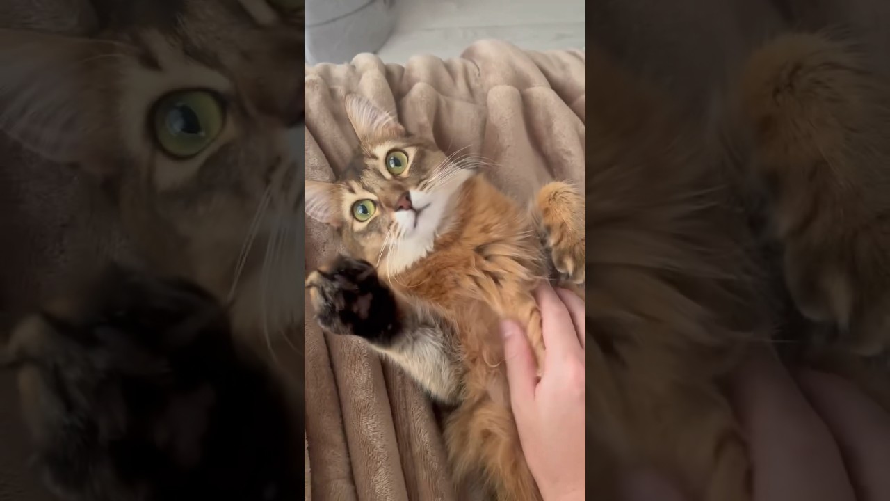 お腹触られるのが大好き♪ #ソマリ #ねこのいる生活