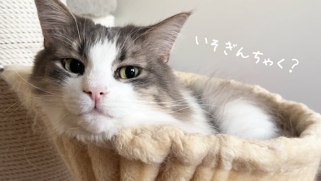 電気ぴりぴりの猫がいそぎんちゃくになってしまいました  ノルウェージャンフォレストキャット