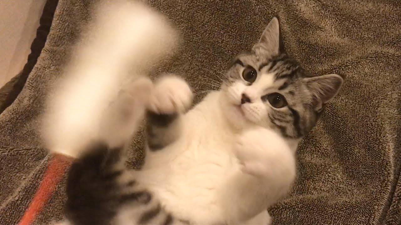 子猫のクロエ２