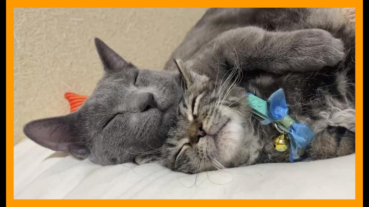 子猫のキジトラとロシアンブルーが仲良しすぎる