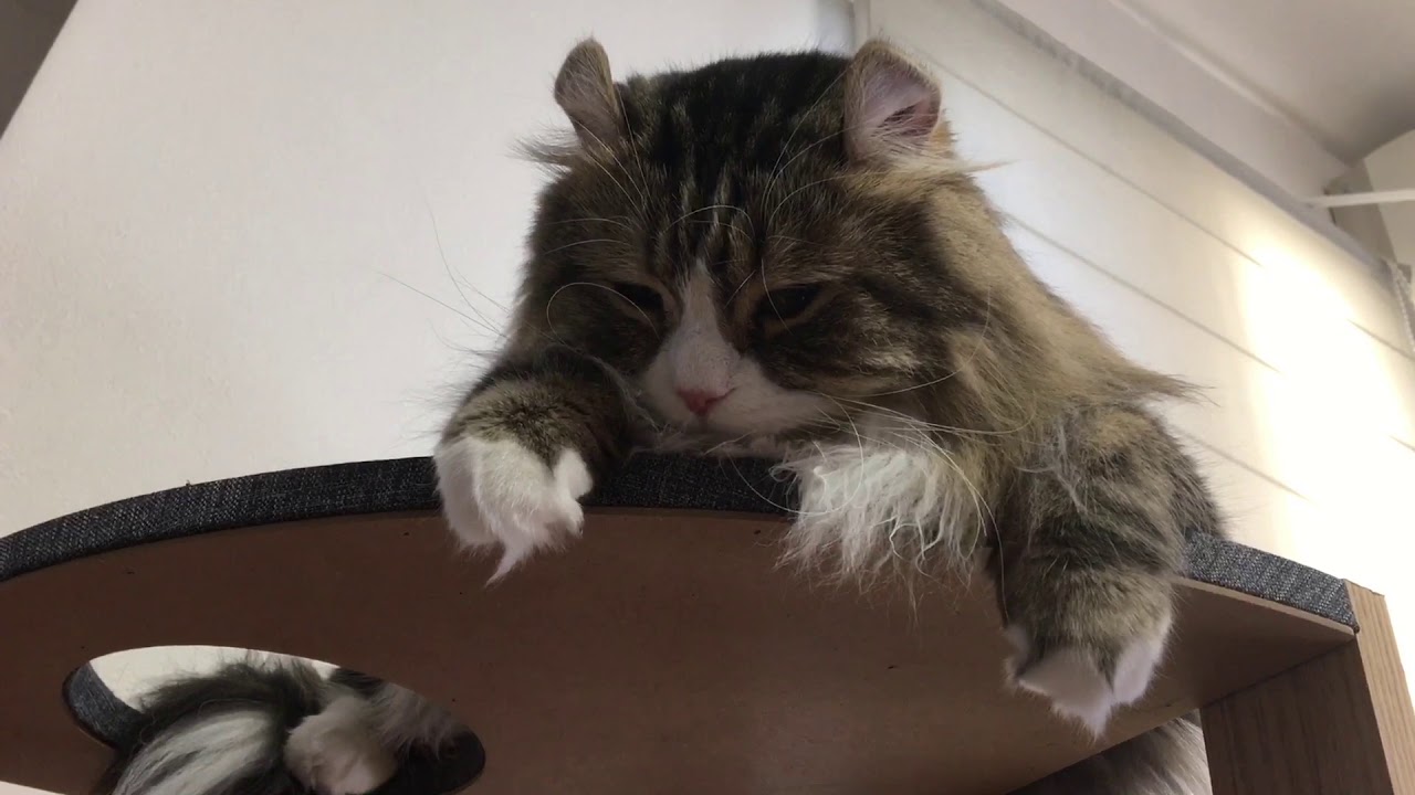 マイペースなネコたちの日常