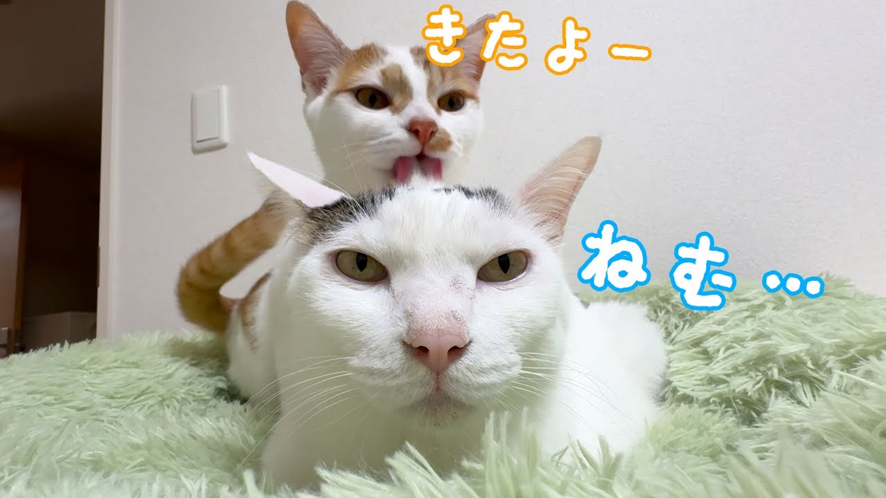 寝る時間は兄と姉に甘えるのに忙しい子猫トロしゃんｗ