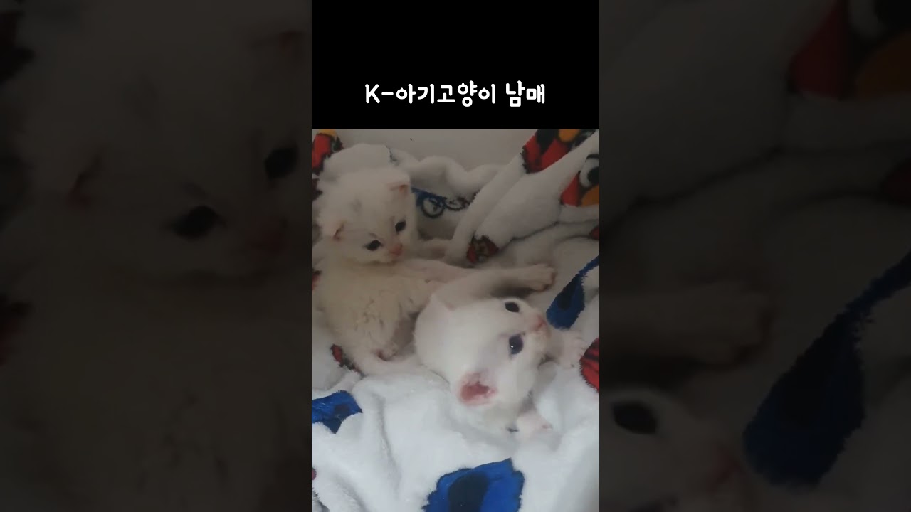 그저인형 / 쌍둥이고양이 / #kitten / #shorts