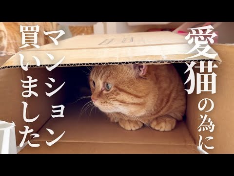 愛猫の為にマンション買いました。 #猫 #マンチカン