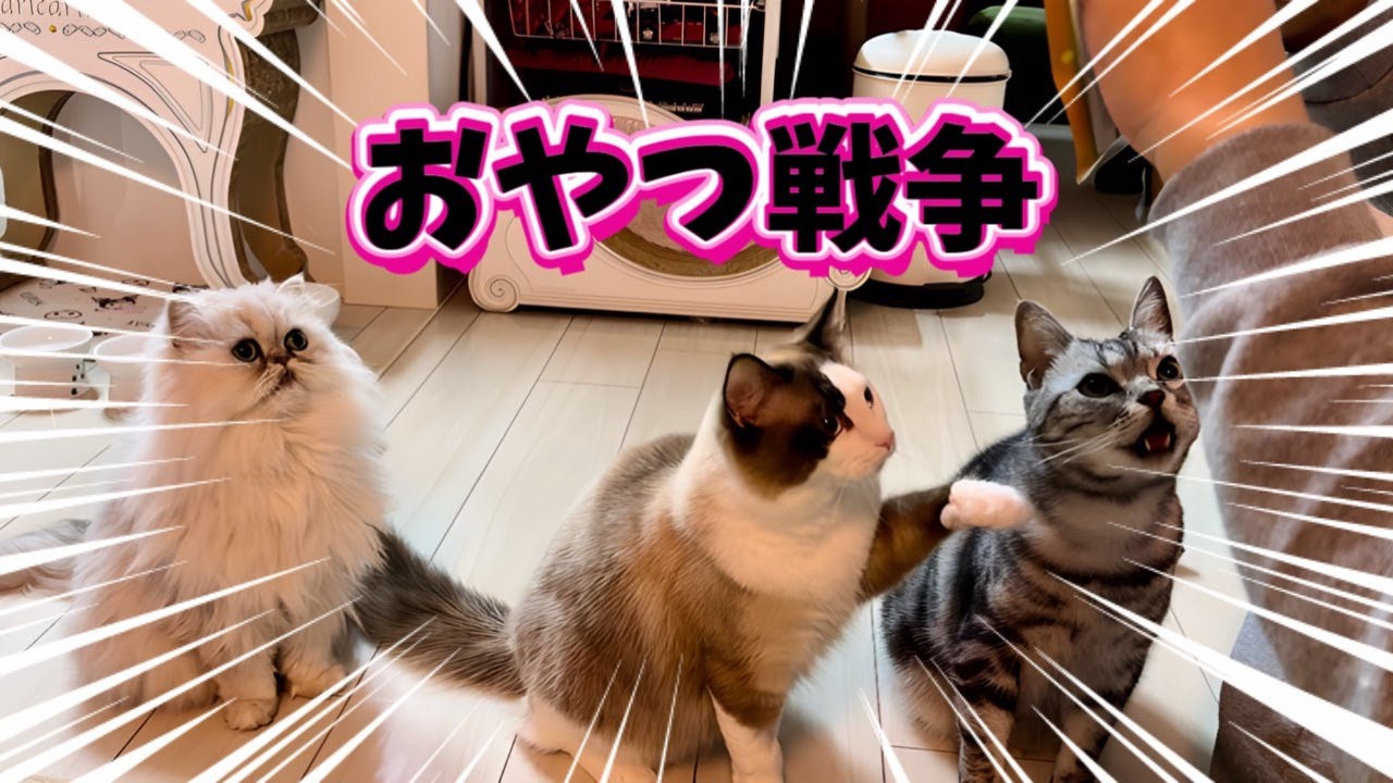 オヤツの狙いのクセが強いラグドールと必死に訴えるシニアウサギの圧が凄い😈⚡️