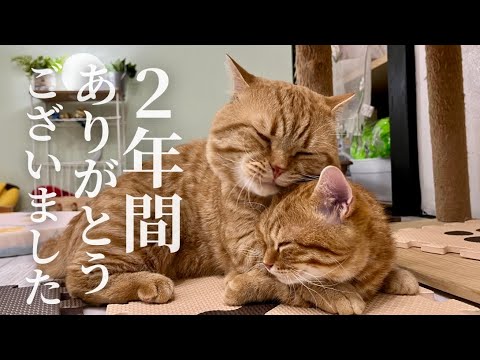 両親からたくさんの愛をもらった子猫の2年後がかわいすぎです！ #子猫 #マンチカン
