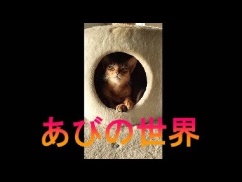 ネコ動画あび＃2879　あびの毎日　アビシニアン　あび
