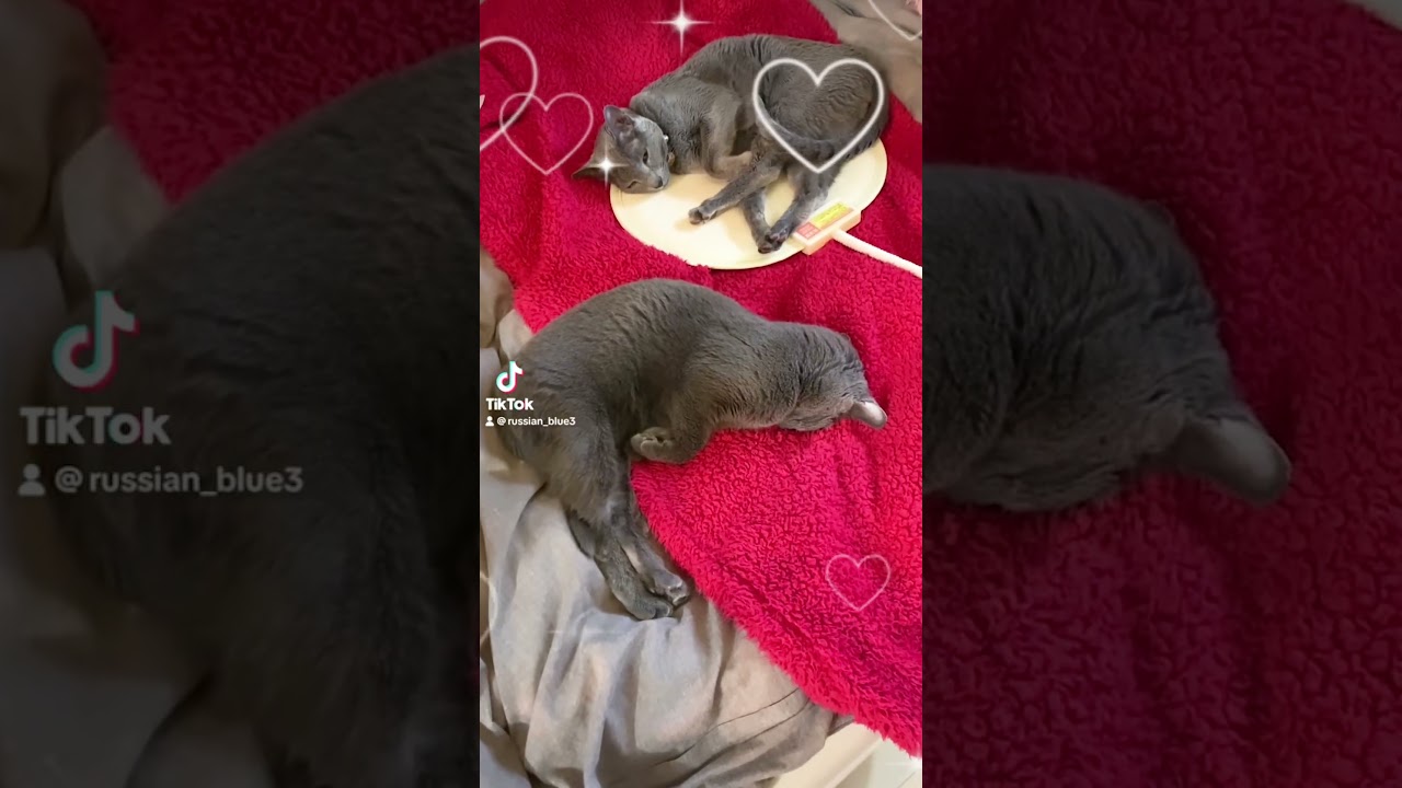 [3匹のロシアンブルー] 爆睡中の猫♪ #眠り猫 #shorts