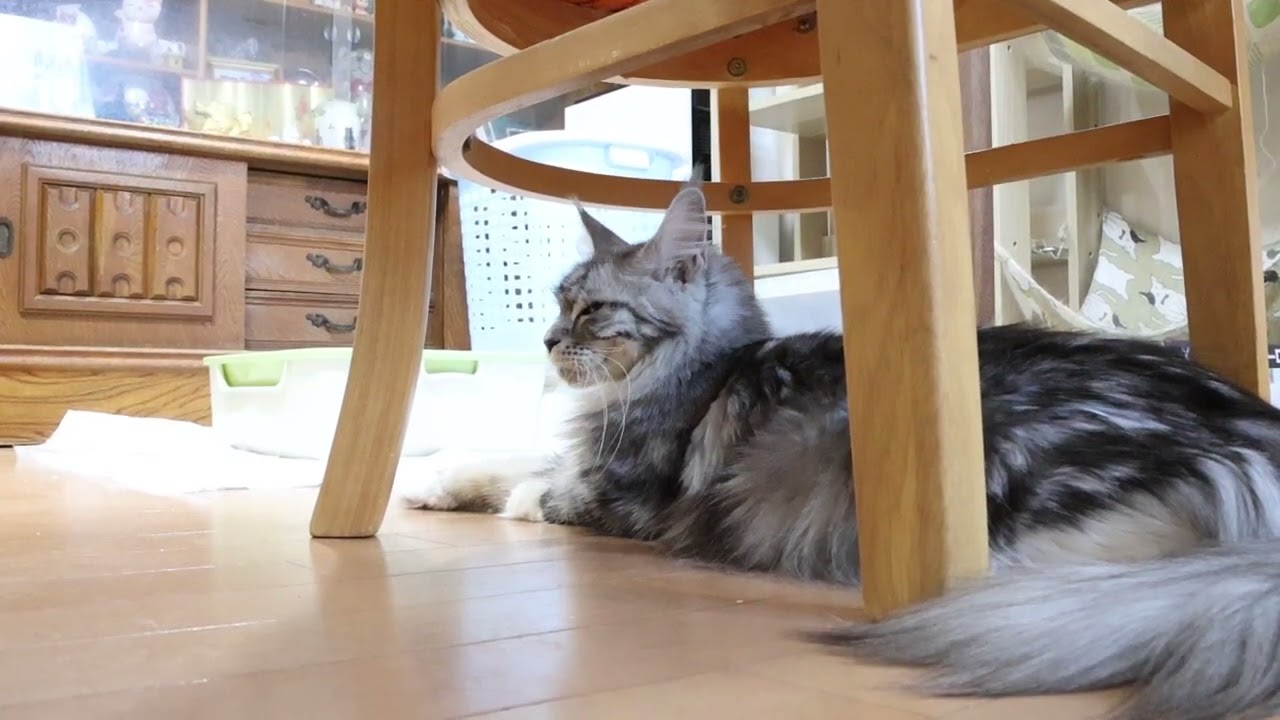 メインクーン母千鳥さん4頭妊娠中