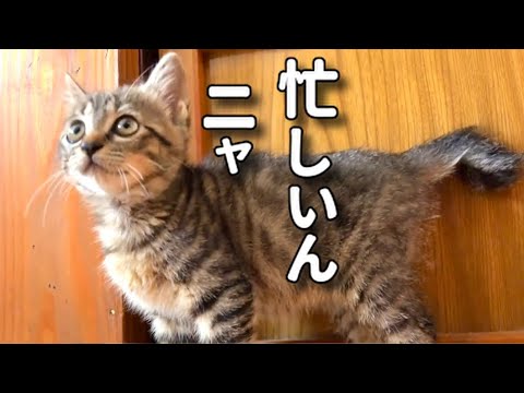【子猫はとにかく忙しいんです！】@taipi 【切り抜き】