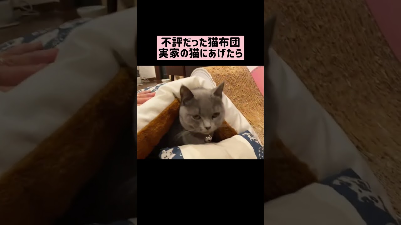ベンガルに不評だった猫布団を実家のブリショにあげた #shorts
