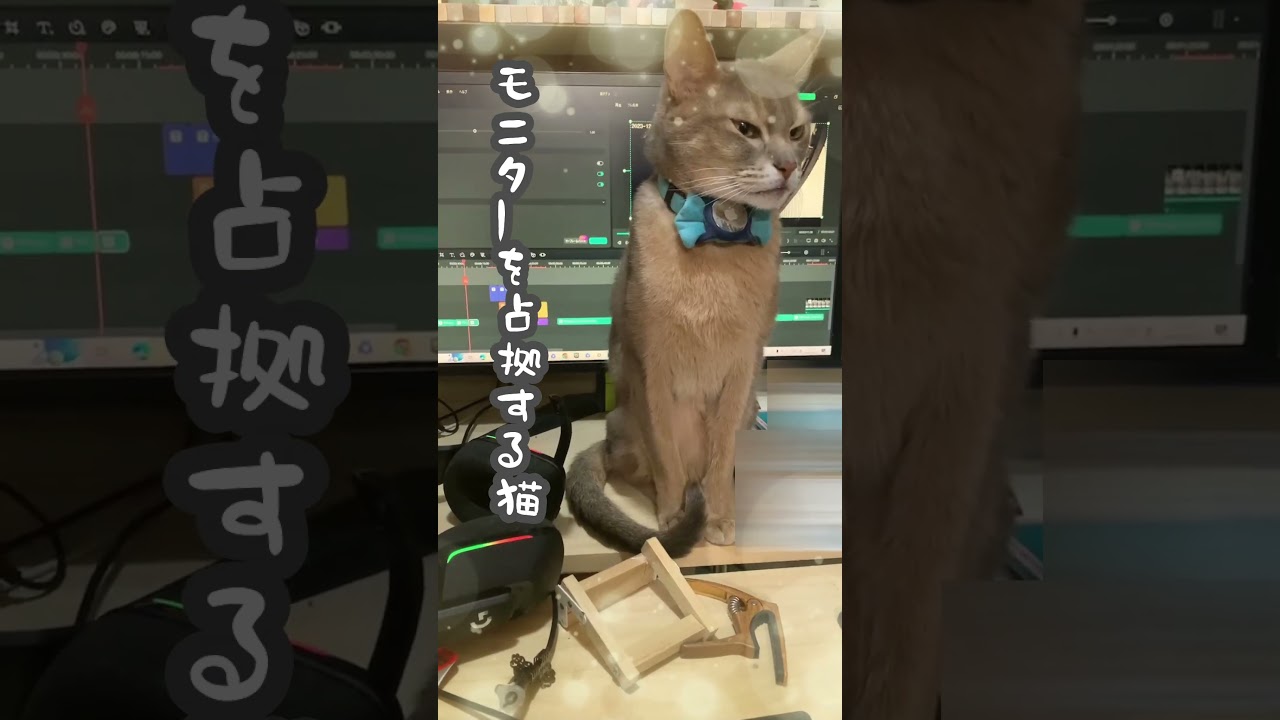 (アビシニアン) モニターを占拠する猫  #アビシニアン #猫 #shorts