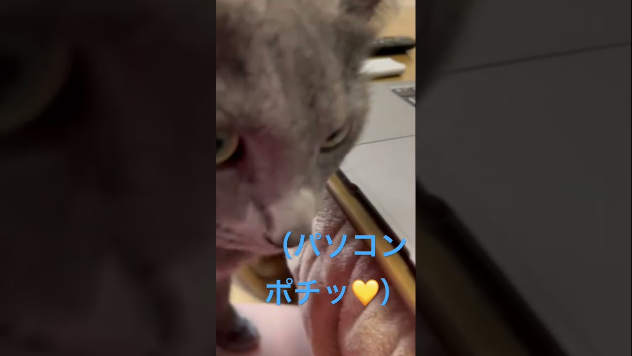 自分の動画を編集する猫（ロシアンブルー）#shorts