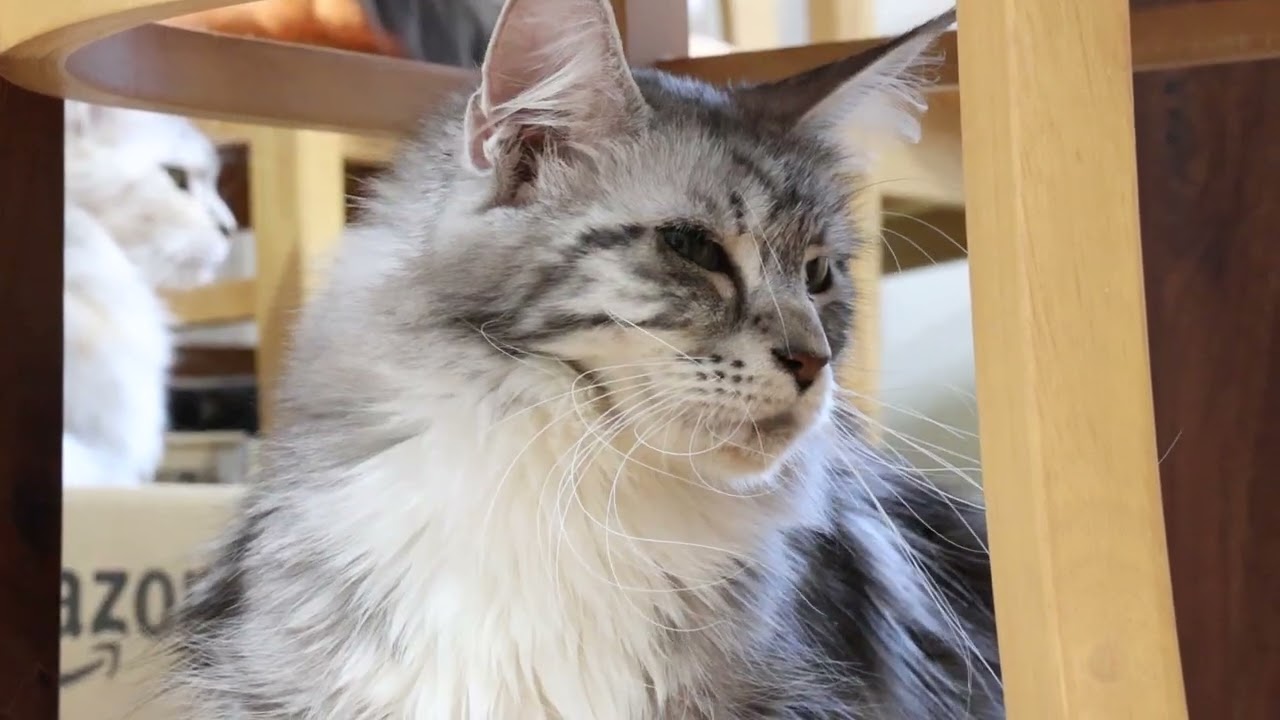 メインクーン母千鳥さん4頭妊娠中