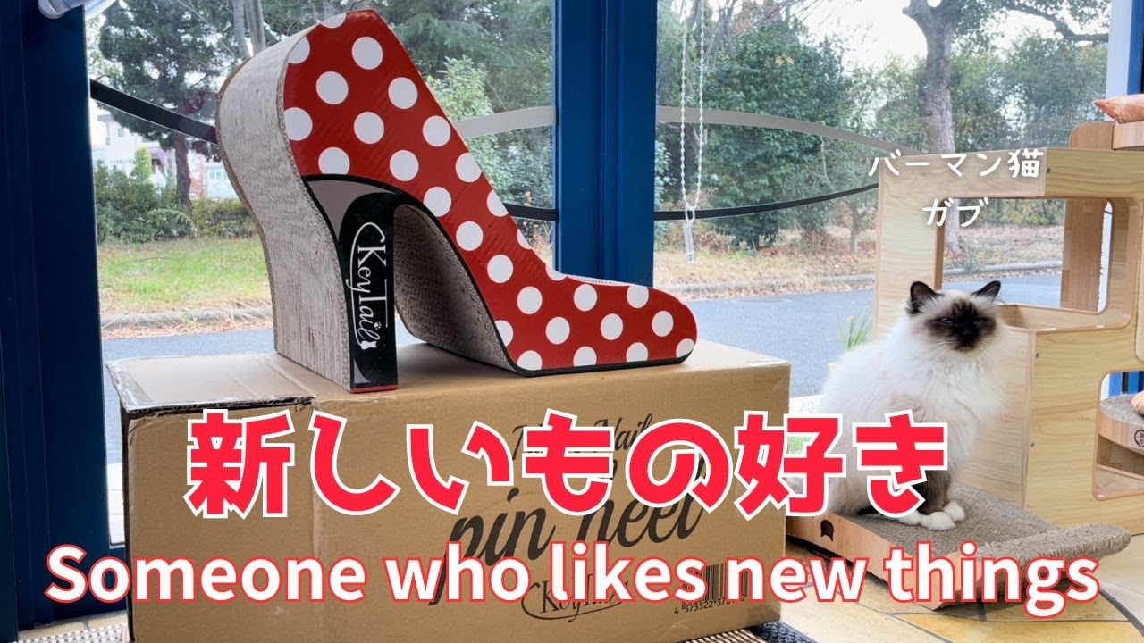 バーマン猫ラフとガブ【新しいもの好き】Someone who likes new things（バーマン猫）Birman/Cat