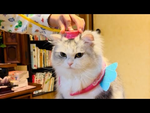 家族の中心にいたいのにいじられる、もふもふの愛猫🥹❤️【スコティッシュフォールド】