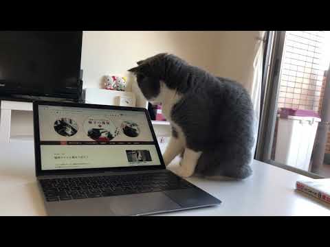 2019/01/ 18　セルカークレックスの梅子vol.335