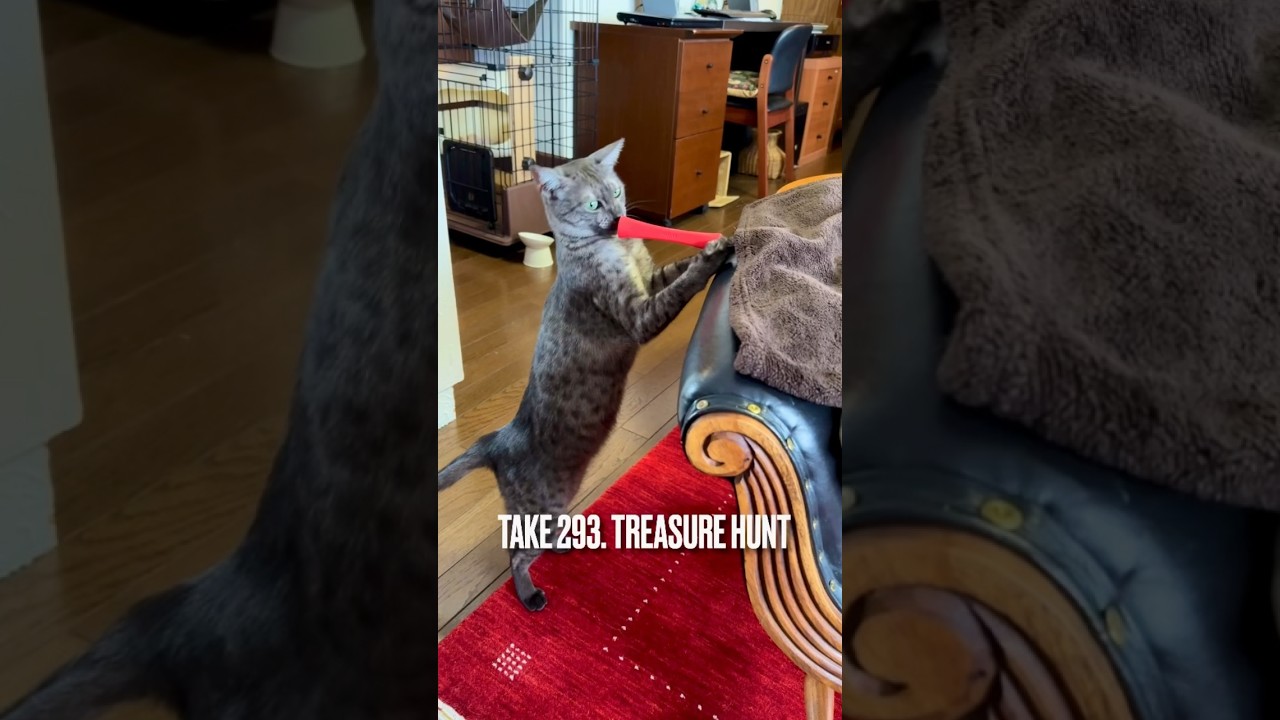 #お気に入り の#猫じゃらし 隠しても無駄にゃ❗️#遊ぶ猫 #playingcat #エジプシャンマウ #宝探し #shorts